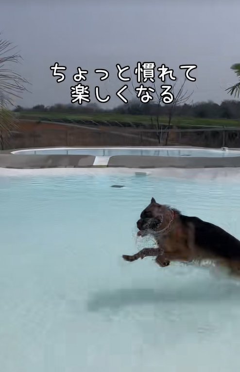 プールの中を走る大型犬