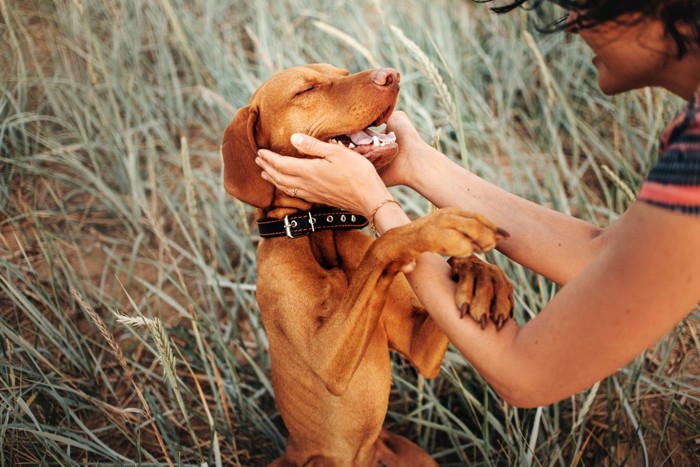 顔を触られながら飼い主の腕を掴む犬