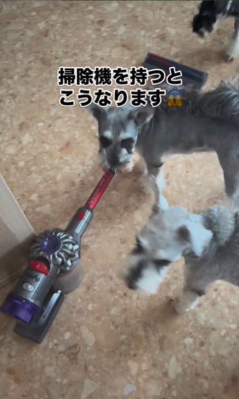 掃除機を嫌がるシュナウザーたち