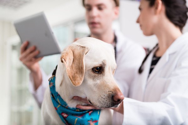 犬が梅を食べたときの対処法