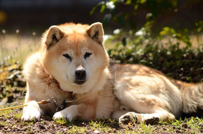 地面でくつろぐ柴犬