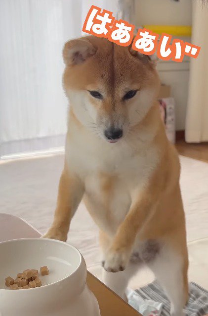 声をあげながら、テーブルから前足を離す犬