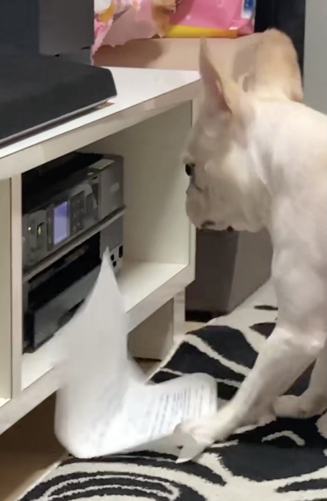 グシャッ!