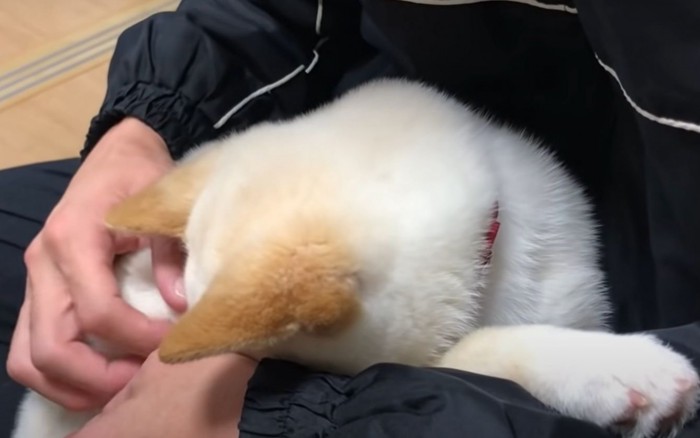 顔をうずめる犬