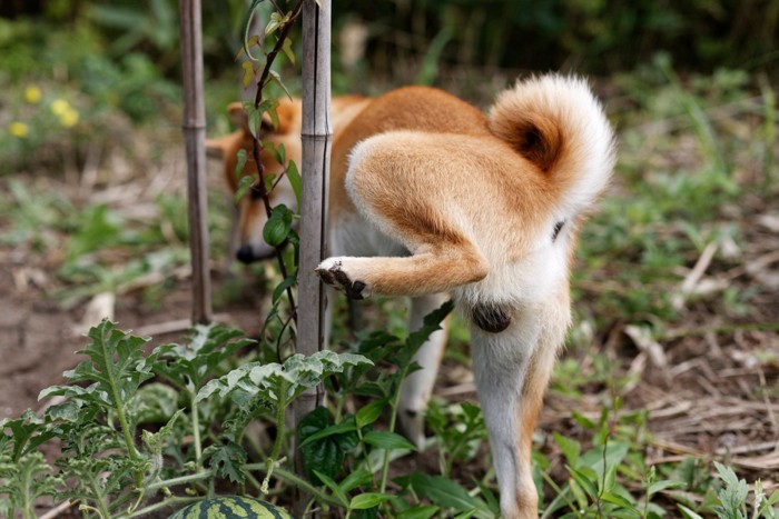 屋外で排泄ポーズをとっている柴犬
