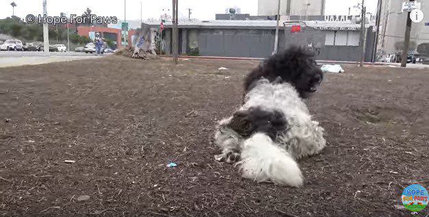 犬の背後から接近