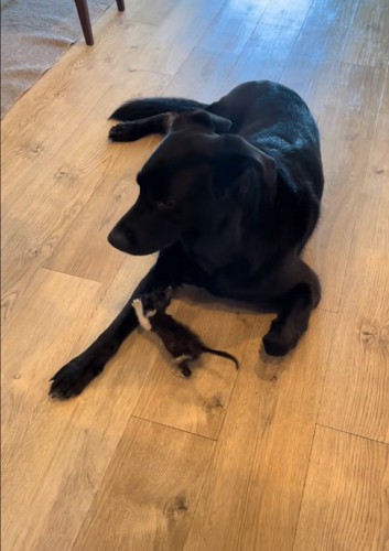 近づいていく子猫