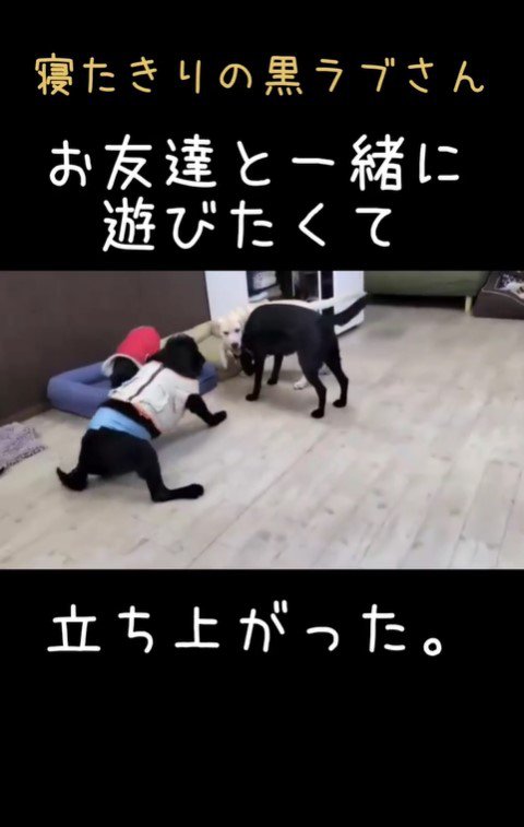 老犬たちが起こす奇跡3