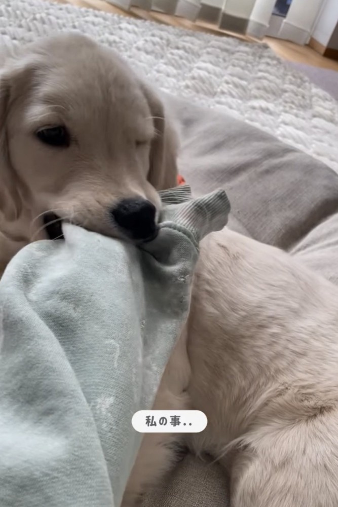 袖を噛む犬