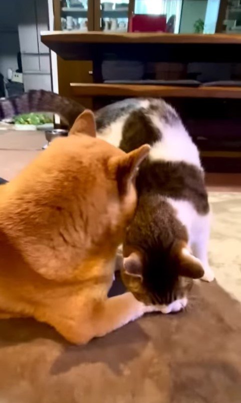 仲良しな犬猫たち3