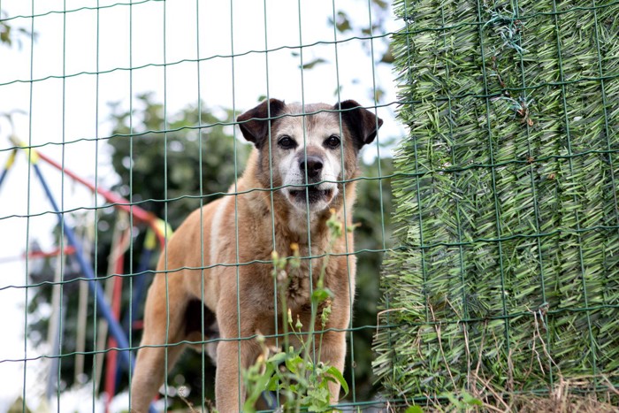 柵の向こうから威嚇している垂れ耳の犬