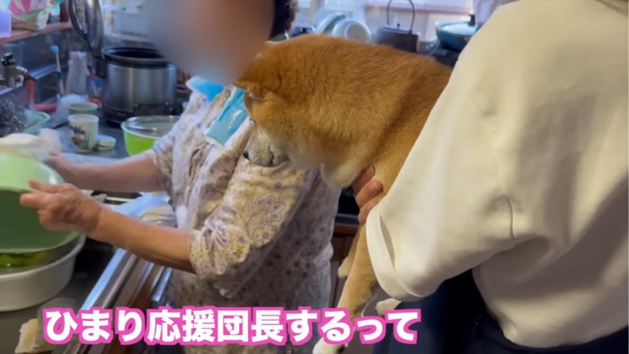 後ろからおばあちゃんを見守る犬