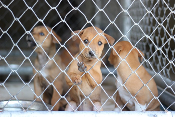 保護施設で遊んでいる子犬たち