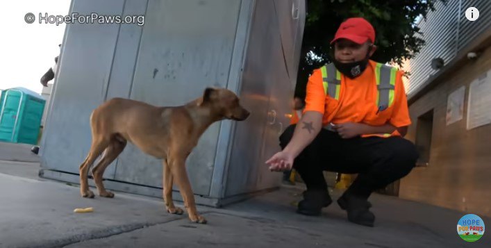 職員に近づく犬