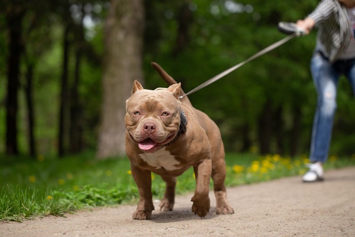 愛犬に弱腰な飼い主