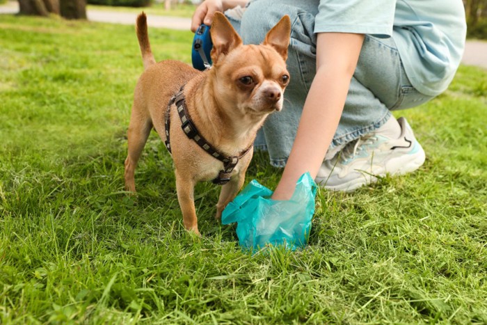 愛犬のウンチをとる手