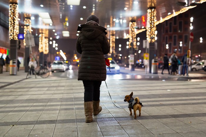 町中を歩く犬