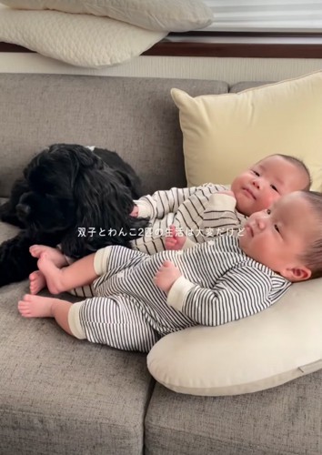 赤ちゃんに寄り添う犬