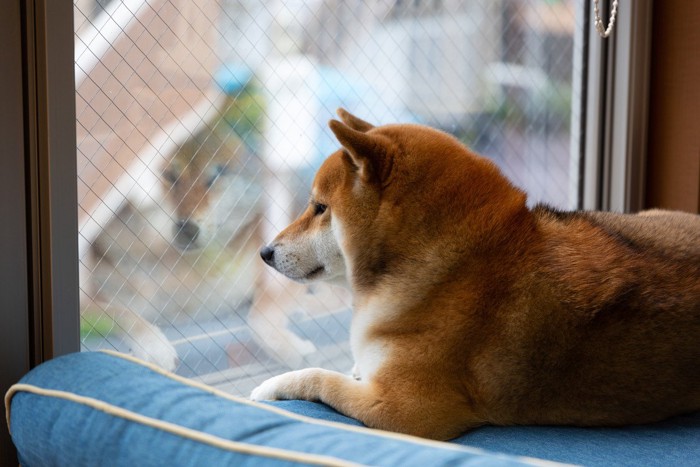 ベッドから窓の外を眺める柴犬