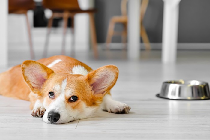 食器のそばで伏せている犬