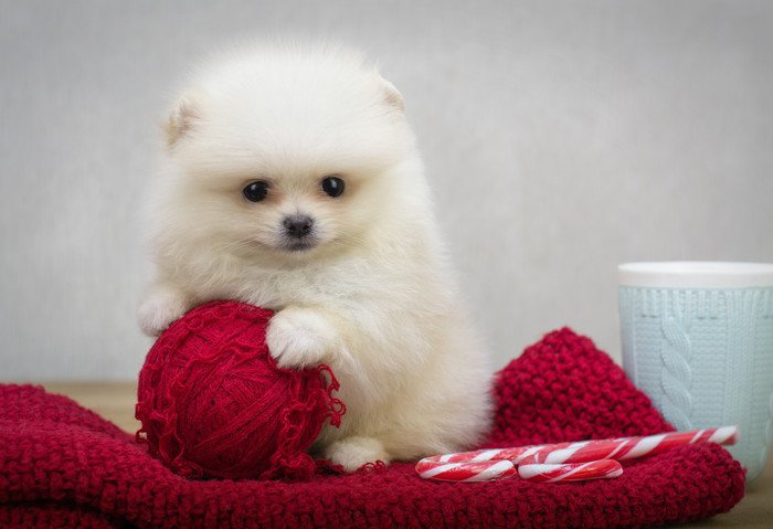 毛玉で遊ぶポメラニアンの子犬