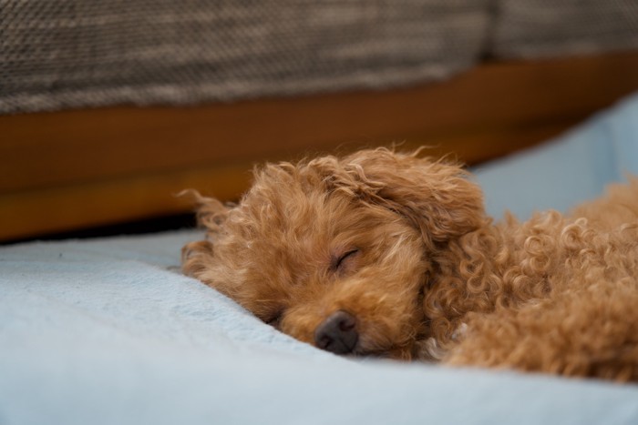 ベッドで眠っているティーカッププードル
