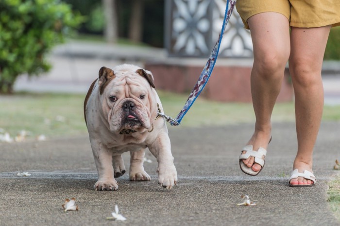 肥満気味の犬の散歩