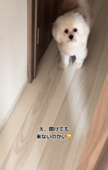 出てこないぽてとちゃん