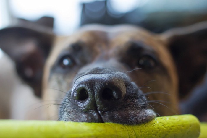 犬の鼻アップ