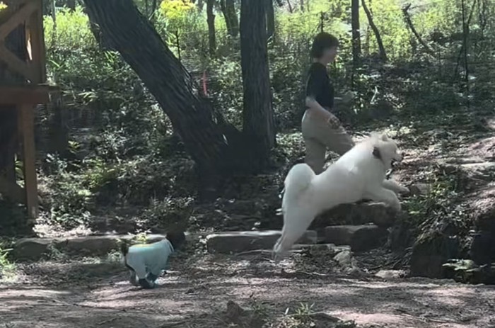 ジャンプする瞬間の大型犬とミニチュアシュナウザー