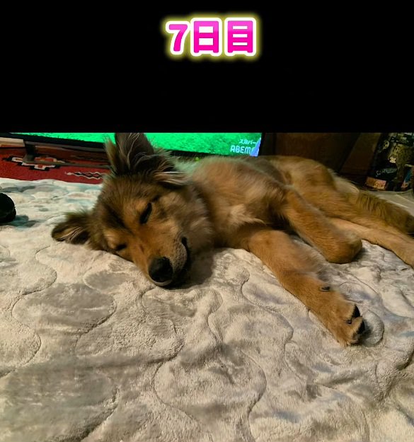 お腹を見せて眠るラッキーくん
