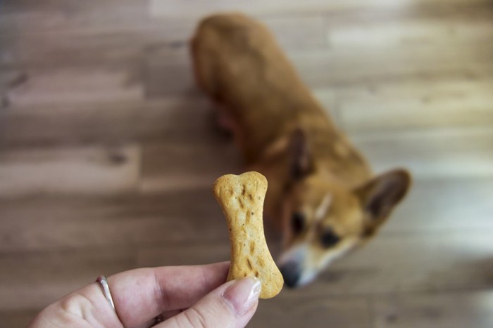 おやつを持つ手と犬