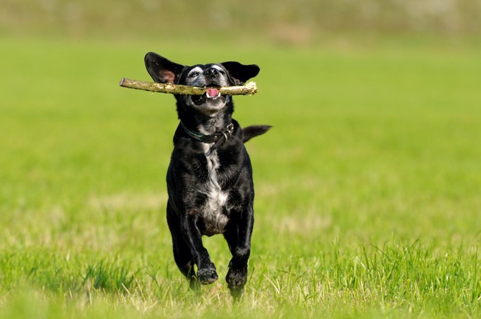 枝をくわえて芝生を走るシニア犬