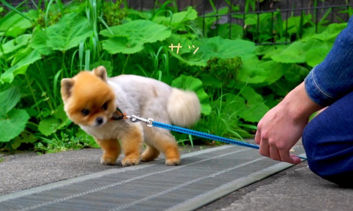 排水口をよける犬