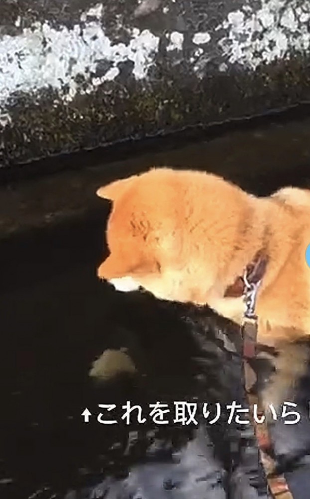 水の中に何か落ちている