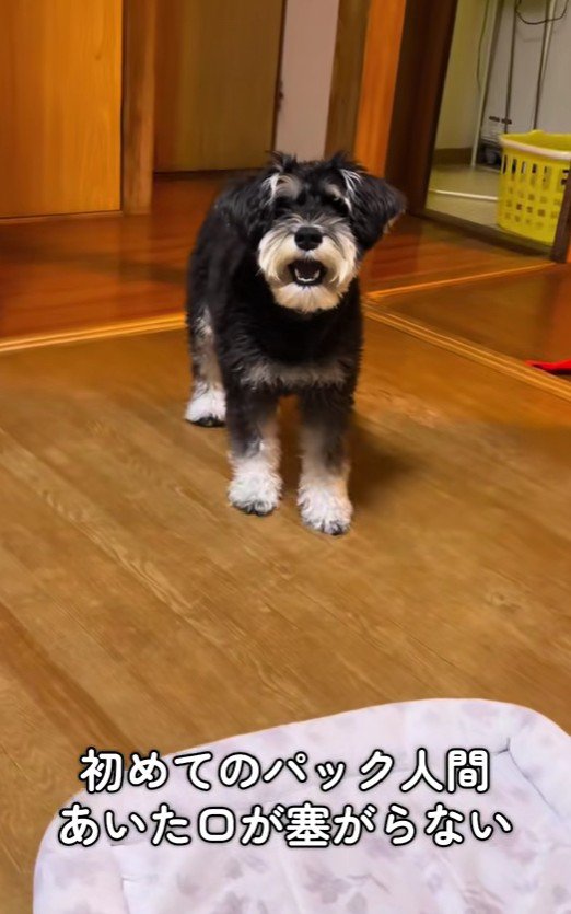 犬の前で初めてパックをしてみたら…