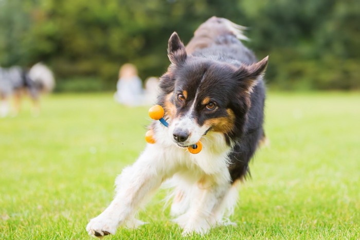 おもちゃを咥えて走る犬