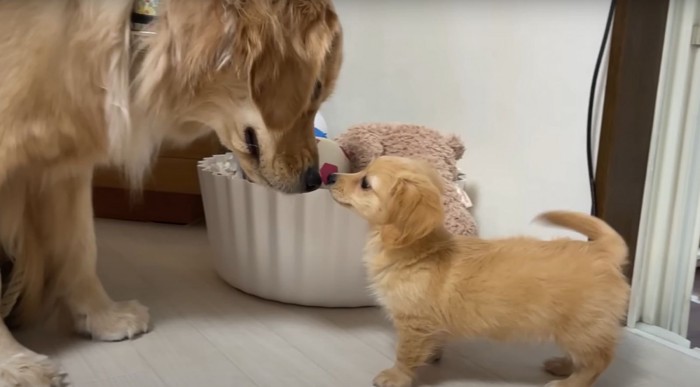 鼻で挨拶するゴールデンと子犬