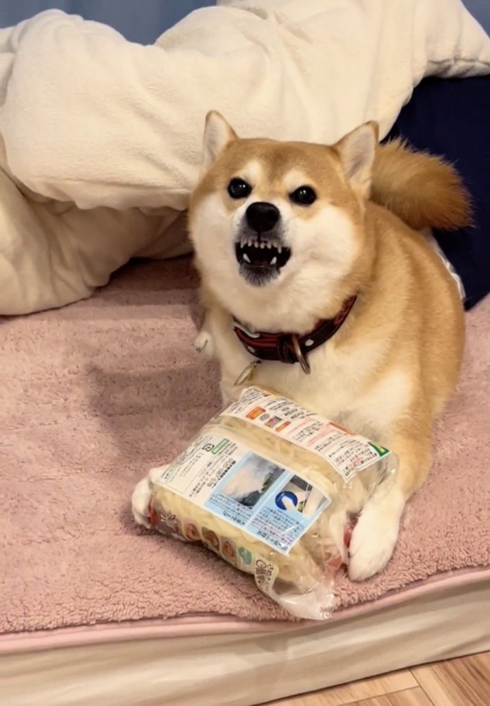 冷凍うどんを抱えて威嚇する犬
