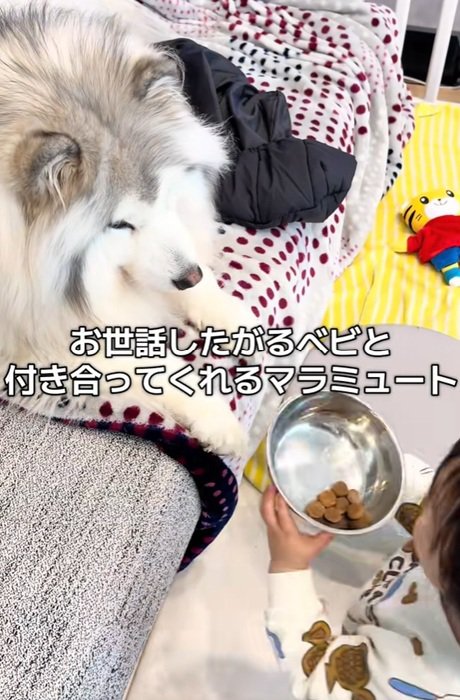 わんこと息子さん