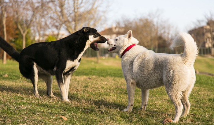 正面で向き合う白い犬と黒い犬