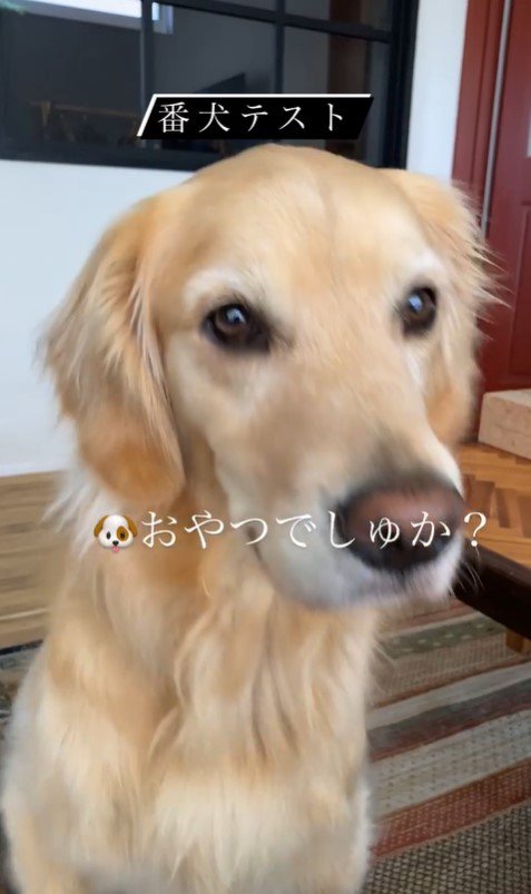 リノちゃんの番犬テスト9