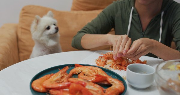 加熱処理したエビを犬に与える際の注意点