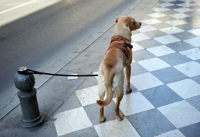 繋がれている犬の後ろ姿