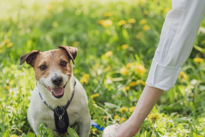 散歩中の犬と手