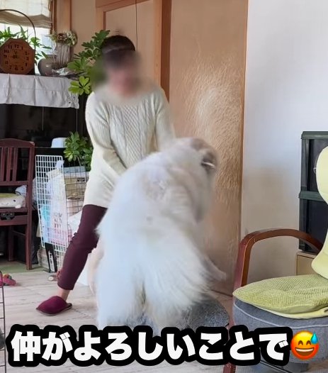 おばあちゃんの前に超大型犬