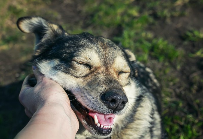 撫でられて幸せそうな犬