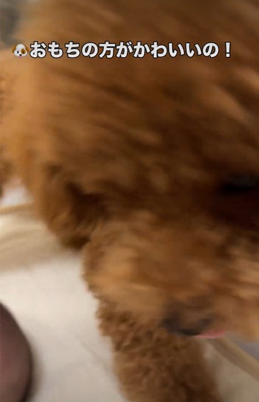 犬のアップ