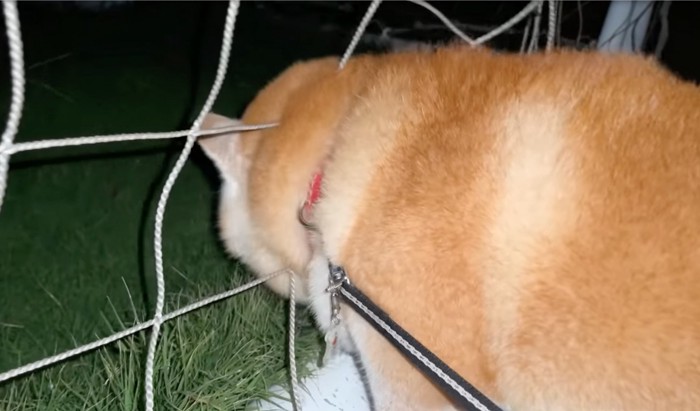 ネットに顔を突っ込む柴犬