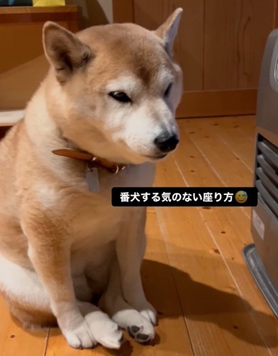 ヒーター前に座る柴犬